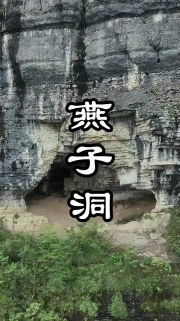 燕子攻擊人|燕子会攻击人吗